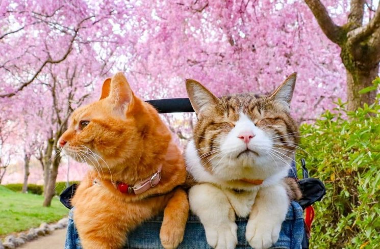 Kucing yang Hobi Traveling! (instagram.com/@the.traveling.cats/)