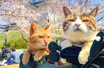 Gemesin Intip Keseruan Dua Kucing Yang Hobi Traveling Ini Yuk Guideku Com