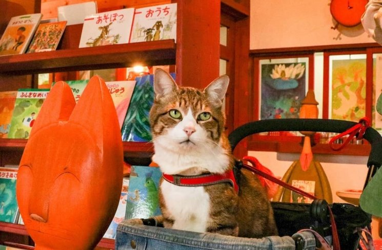 Kucing yang Hobi Traveling! (instagram.com/@the.traveling.cats/)