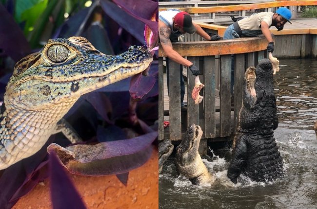 Gatorland di Orlando. (Instagram/@gatorland_orlando)