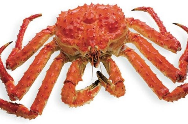 Norwegian Red King, si Kepiting 600 USD