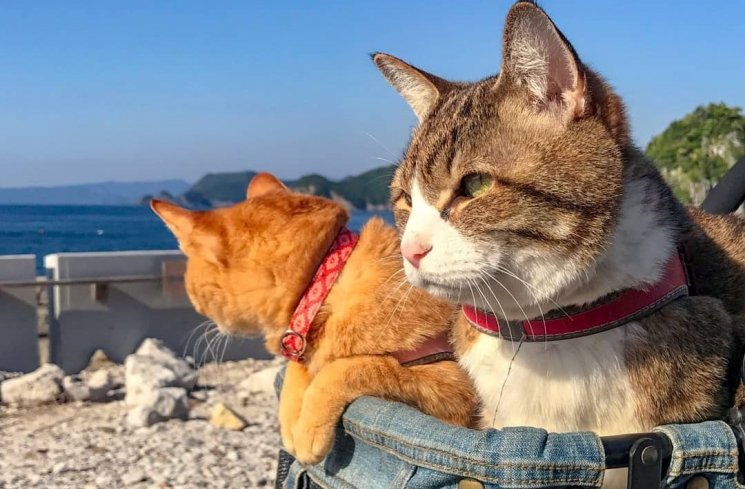 Kucing yang Hobi Traveling! (instagram.com/@the.traveling.cats/)