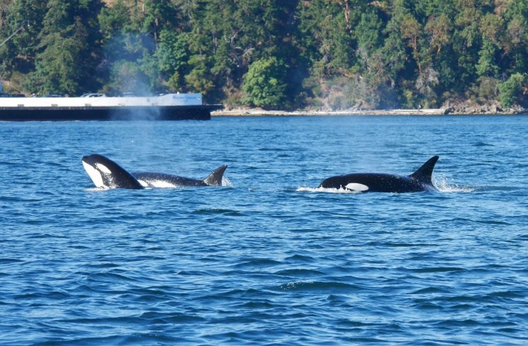 7 Alasan Kenapa Kanada Jadi Trend Wisata 2018 (vancouverislandwhalewatch.com)