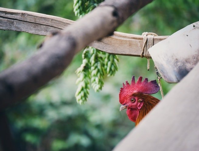 Ilustrasi ayam (unsplash)