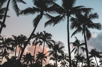 Ilustrasi Hari Kelapa Dunia. (Pixabay)