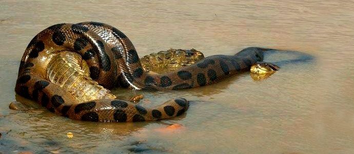 Anaconda (thinkjungle)