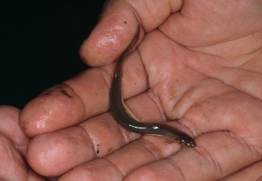 Candiru (superstock)