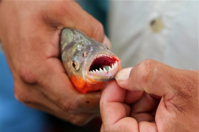 Piranha (milanopost)