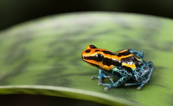 Katak beracun (womderopolis)
