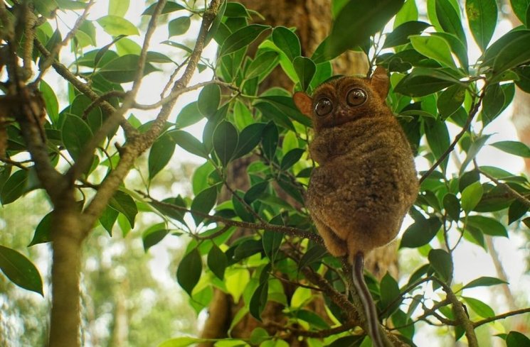 Bertemu Tarsius di Pulau Belitung (instagram.com/ganungsugi)