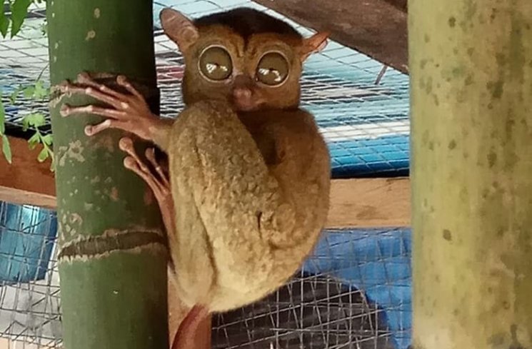 Bertemu Tarsius di Pulau Belitung (instagram.com/silvia.rita)