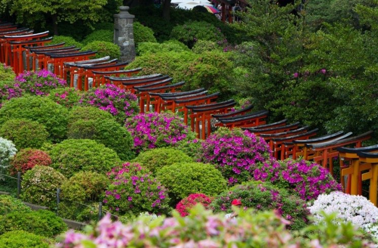 Kuil Nezu Shrine (Japan Travel)