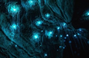 Berlayar di Bawah Kubah Bintang Waitomo Glowworm Caves