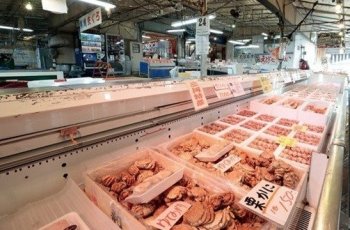 Berburu Ikan Langka di Pelabuhan Ikan Katahara Jepang
