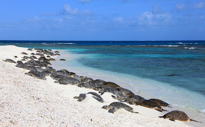 Penyu di pantai (Papahnaumokukea Marine National Monument)