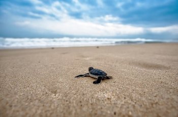 Kisah Pria di India Bersihkan Jutaan Plastik di Pantai Demi Penyu