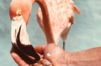 Bercengkerama dengan Flamingo di Pulau Renaissance