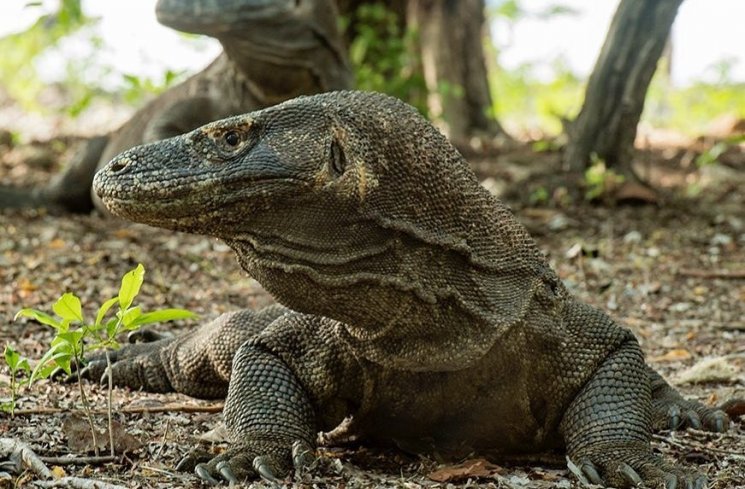 Komodo. (Instagram/@alernerphoto)