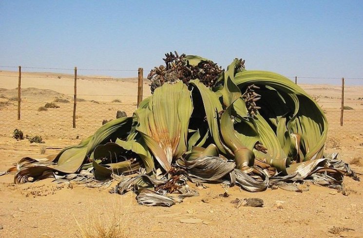 Gurun Namib (namibiatourism.com.na)