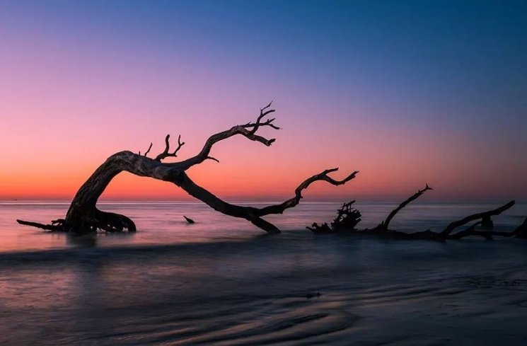 Pantai Driftwood, Jekyll Island (goldenisles.com)