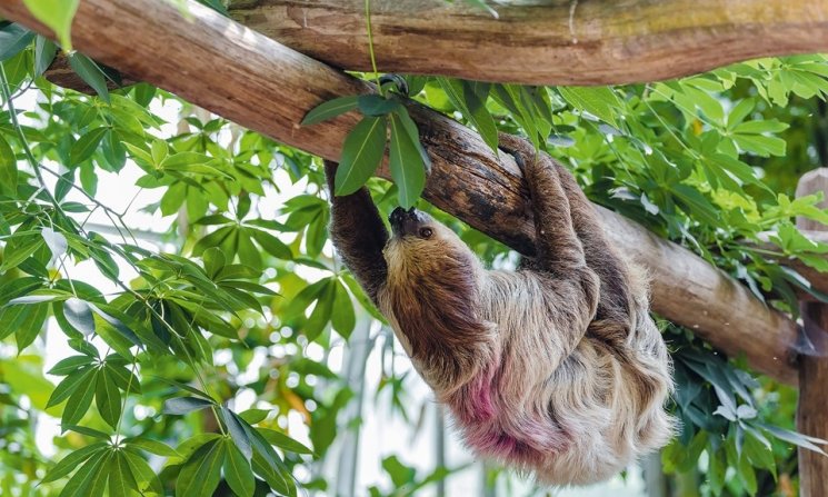 Sloth (dreamtime)