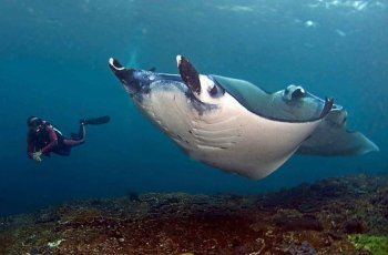 Berkawan dengan Ikan Pari Manta di Manta Point, Nusa Penida