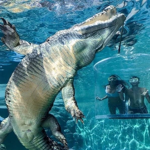 Crocosaurus Cove (Instagram Crocosaurus Cove) 