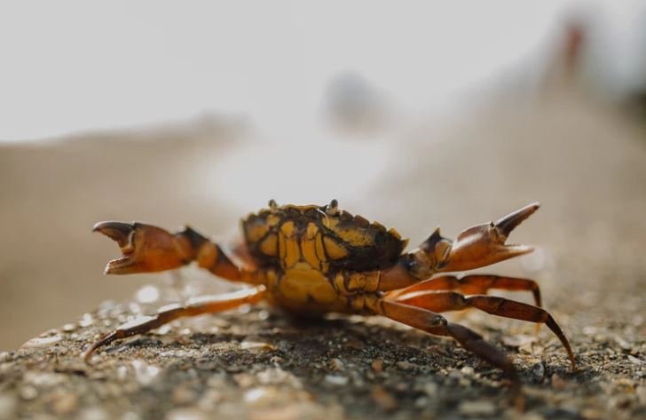 Kepiting (Unsplash)