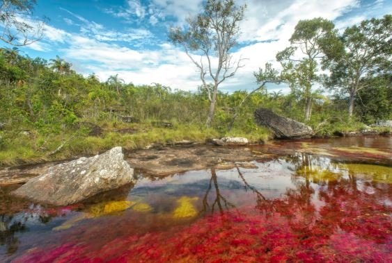 Cano Cristales (Wikipedia)