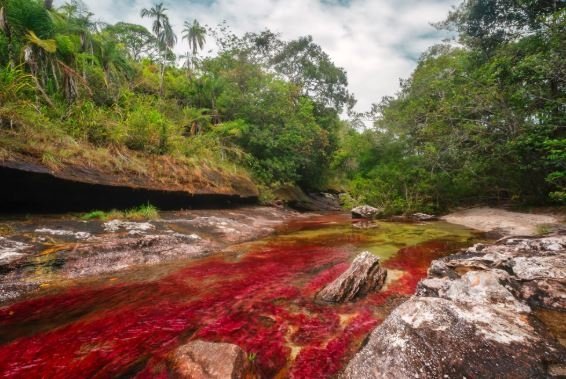 Cano Cristales (Wikipedia)