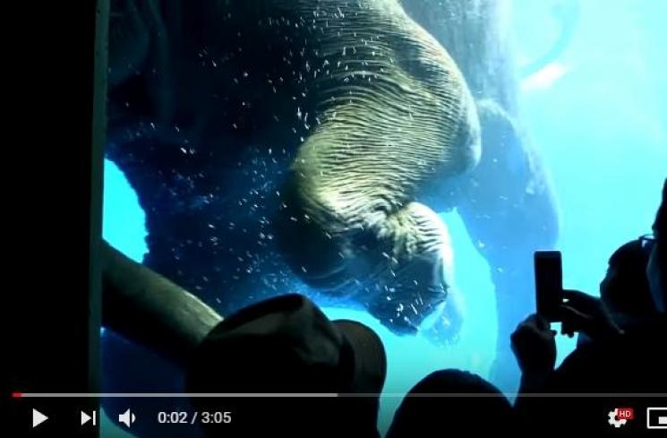 Video gajah yang dipaksa menyelam di Thailand. (Youtube/สวนสัตว์เปิดเขาเขียว Khao Kheow Open Zoo)