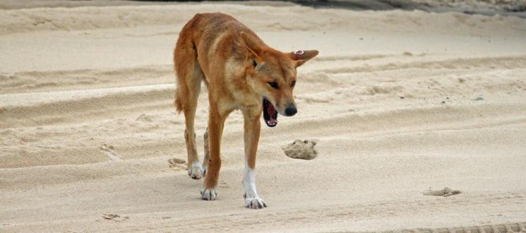 Dingo. (Pixabay)