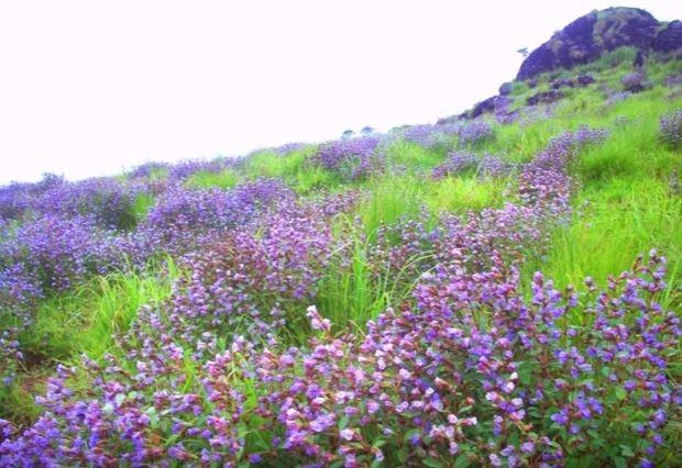 Neelakurinji (Youtube Matthew Abraham)
