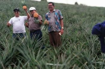 Kebun nanas di Desa Onan Runggu 1, Kecamatan Sipahutar, Tapanuli Utara. (Dok: Kemenpar)