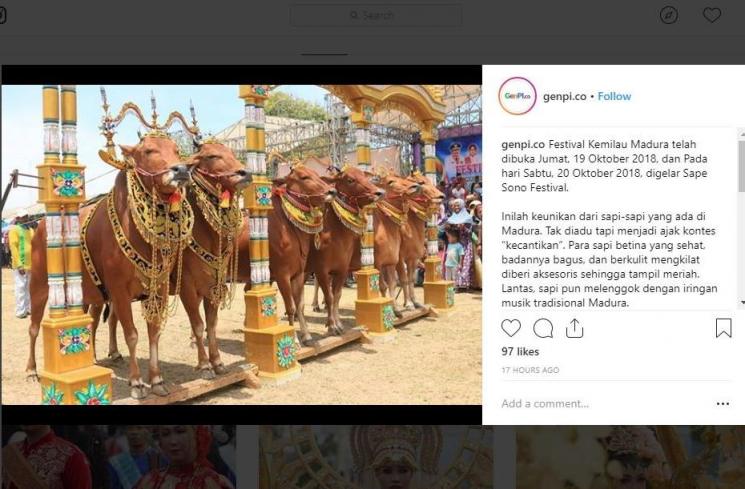 Sapi di Festival Sape Sono (instagram.com/genpi.co)