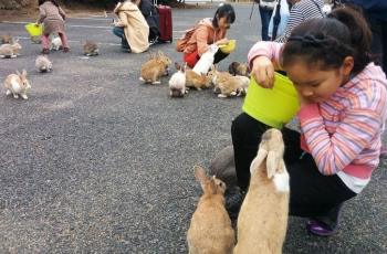 Dahulu Berbahaya, Kini Okunoshima Dihuni Ratusan Kelinci