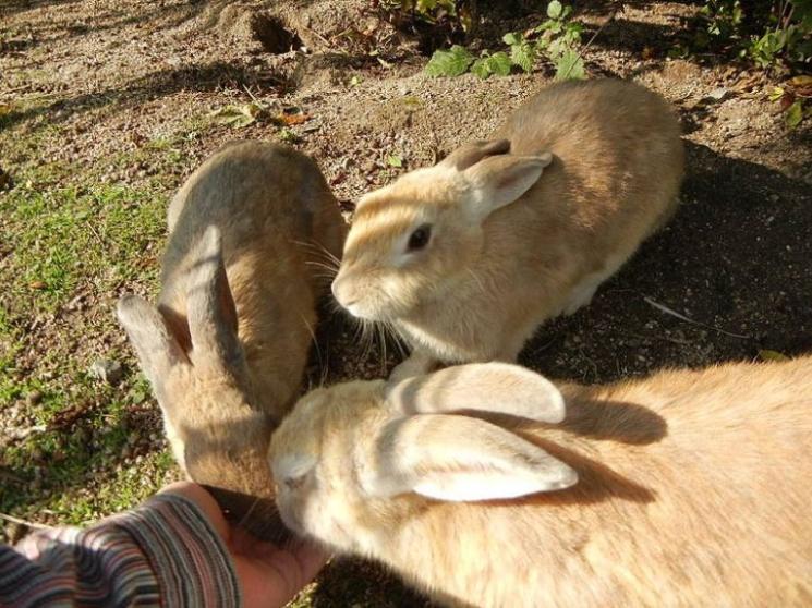 Okunoshima (Wikimedia Commons WT Shared)