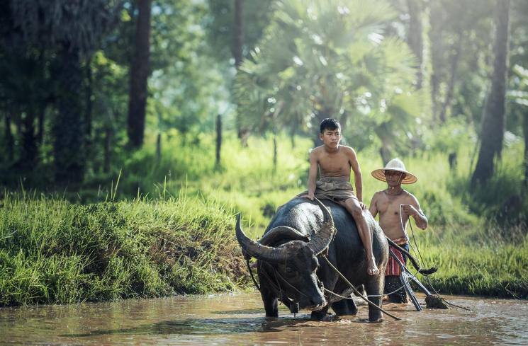 Ilustrasi karapan kerbau di Thailand. (Pixabay)