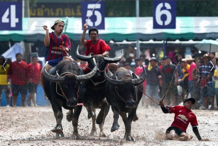 Balapan sapi di Thailand. (Reuters)