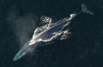 South Georgia, Pulau Terisolir Saksi Bisu Pembantaian Jutaan Mamalia Laut