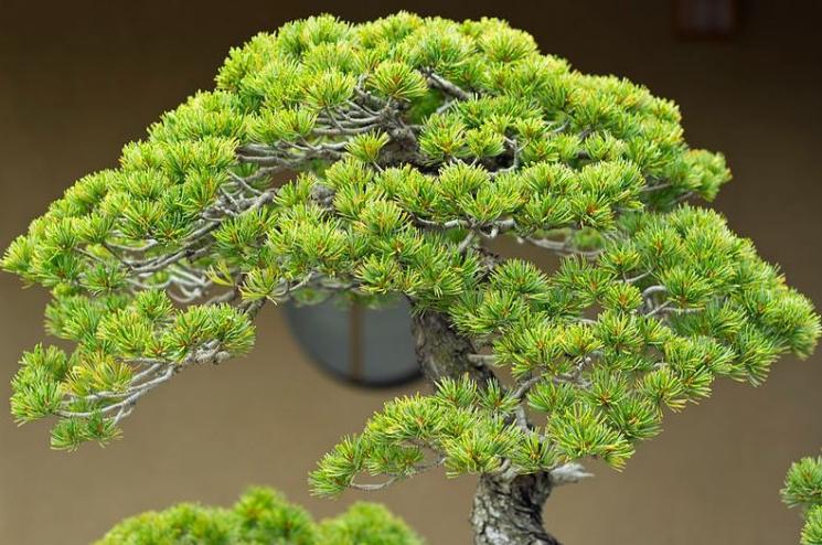 Museum Bonsai Omiya (Wikimedia Commons Japanexperterna)