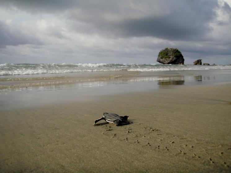 Pantai Jeen Womom, Papua Barat (WWF)