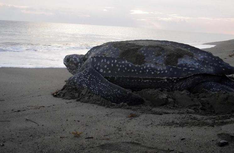 Pantai Jeen Womom, Papua Barat (WWF)