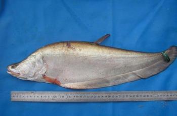 Ikan Belida (Wikipedia Unknown)