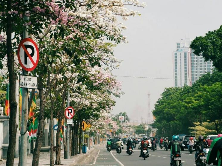 Bikin Takjub, Tabebuya Sulap Surabaya Jadi Serasa Negeri Sakura. (Instagram/@dishubsurabaya)