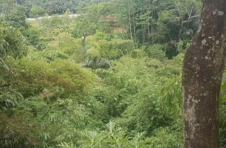 Jejak Raja Thailand di Curug Dago, Bandung (Google Maps)