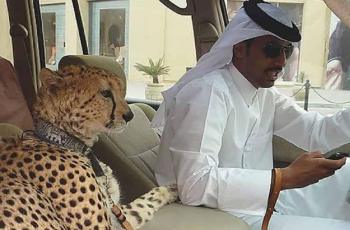 Gaya Hidup Masyarakat Dubai (lolwot.com)
