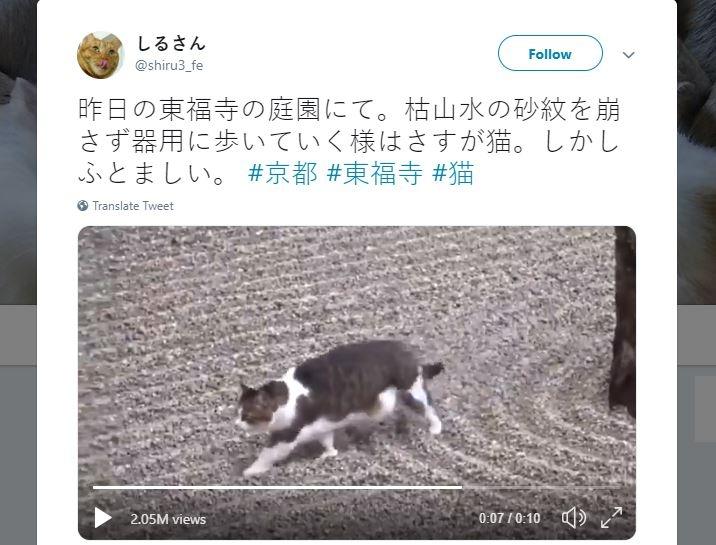 Kucing Menyelinap Masuk Kuil (twitter.com/shiru3_fe)