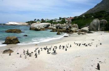 Cuma di Pantai ini, Kita Dapat Melihat Gemasnya Penguin Afrika