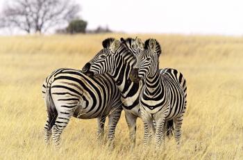 Cosplay Jadi Zebra di Afrika, Dua Orang Ini Nyaris Dimakan Singa